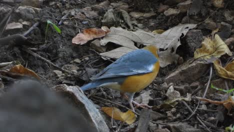 Pájaro-En-El-área-Del-Bosque-..