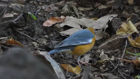 pájaro en el área del bosque ..