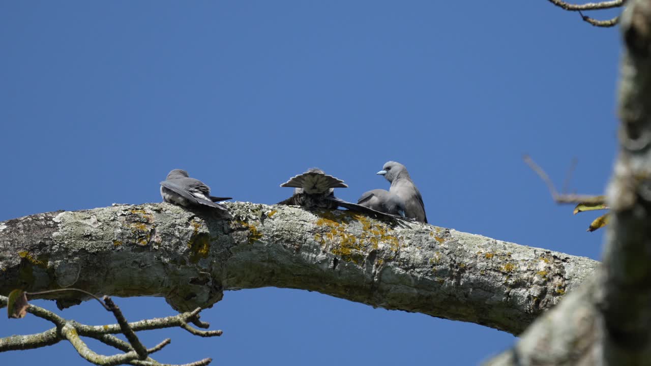 Quelques artames cendrés prenant un bain de soleil, perchés en hauteur sur une branche sur fond de ciel bleu