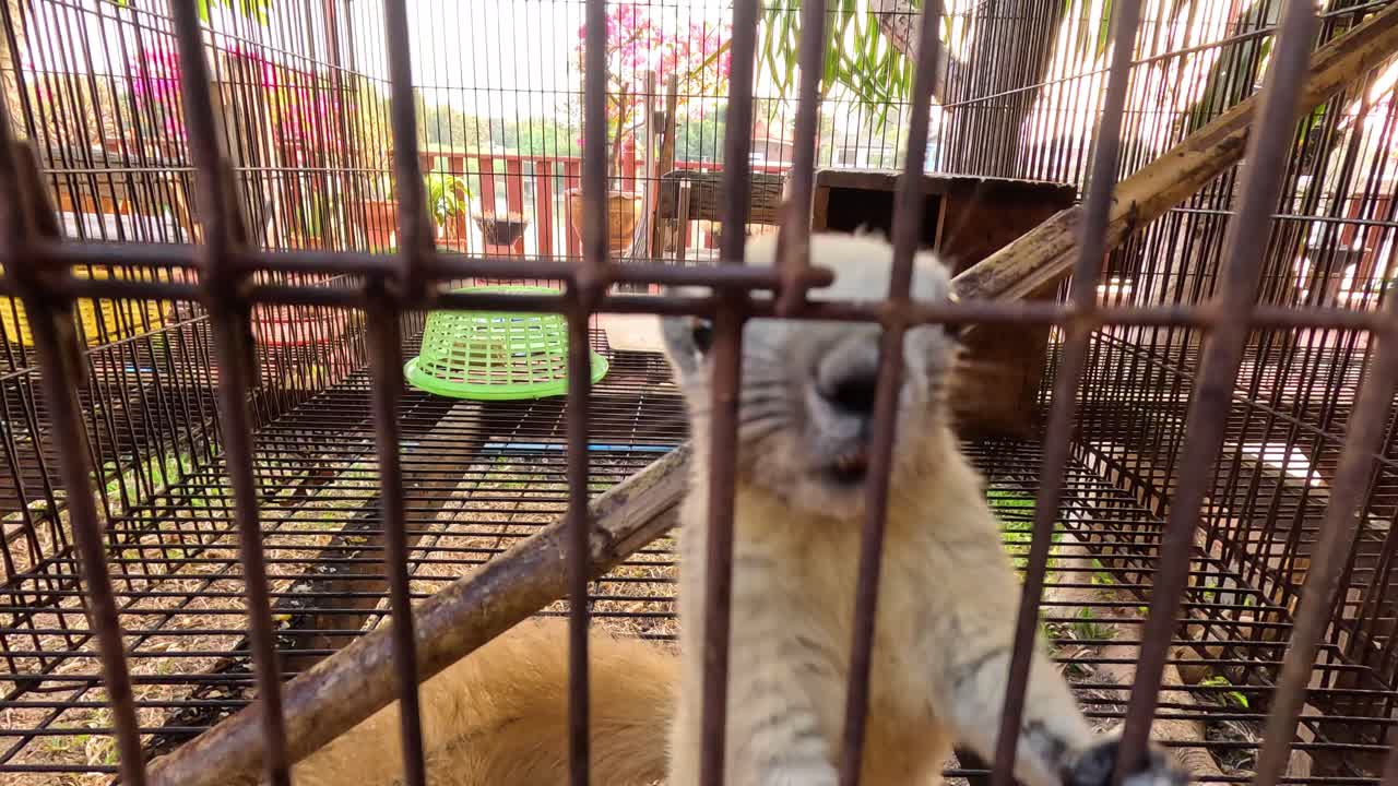 ardilla moviéndose dentro de una jaula de metal