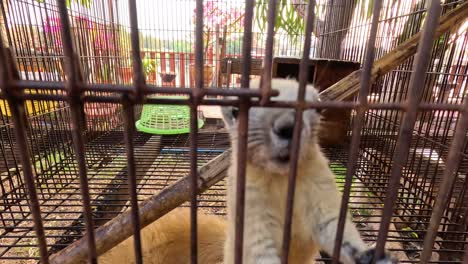 squirrel moving inside a metal cage