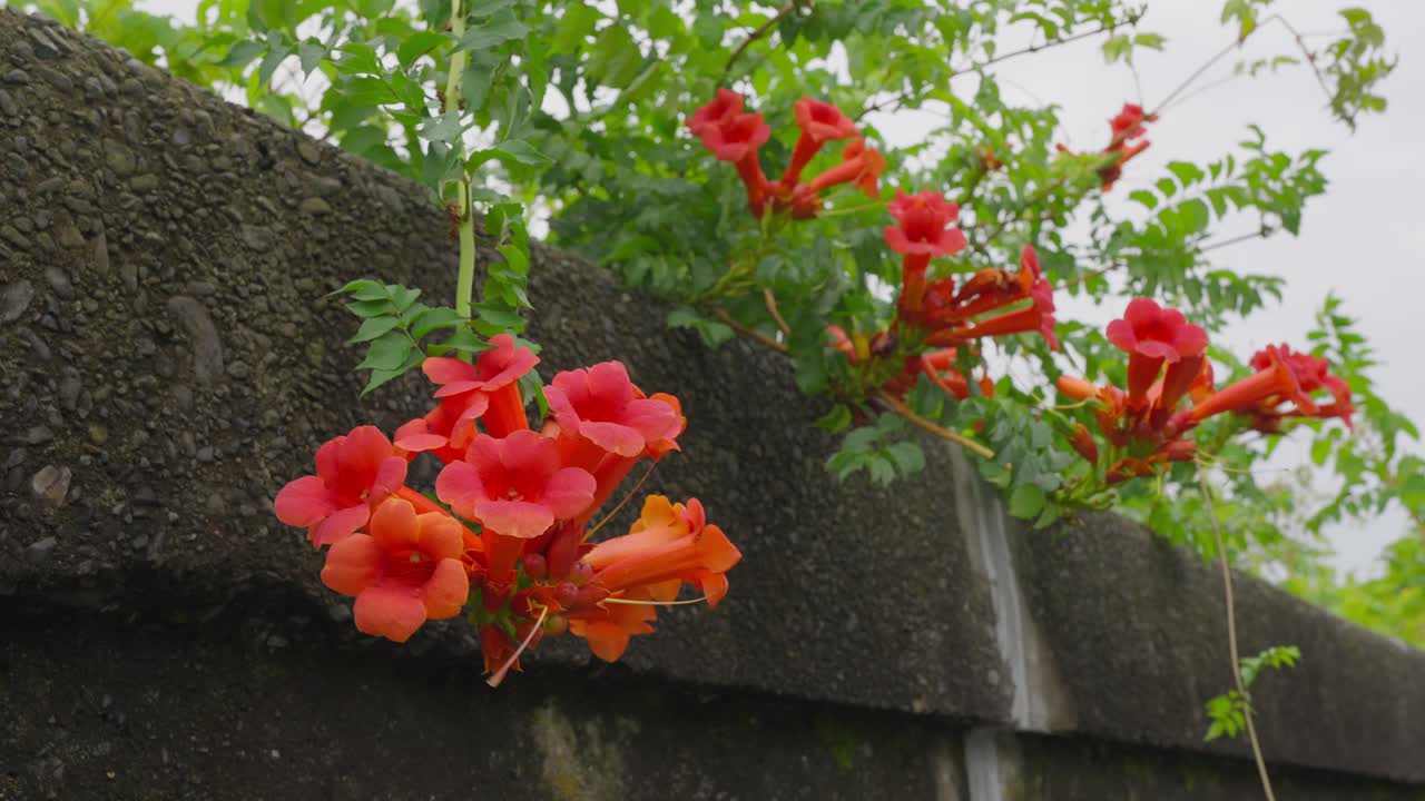 A close-up of vibrant orange trumpet vine flowers blooming over a rustic, mossy stone wall