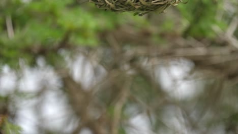 Männlicher-Südlicher-Maskenweber,-Der-An-Seinem-Nest-Hängt