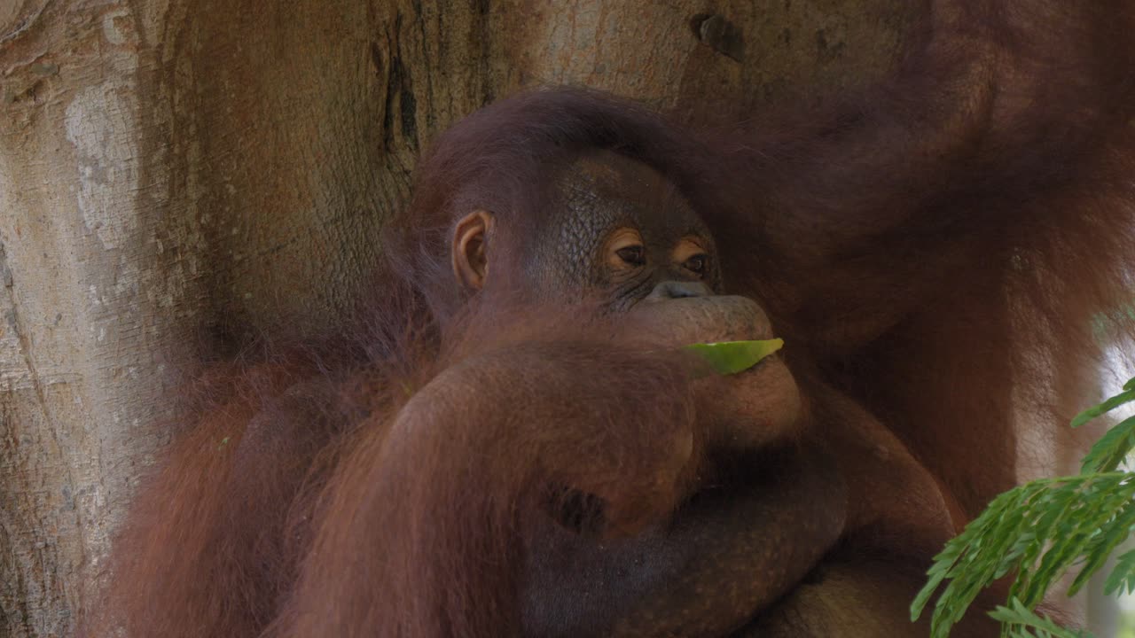 la hembra de orangután comiendo sandía. imagen estática de primer plano