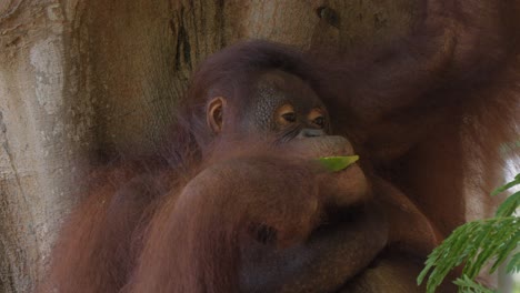 female orangutan eating watermelon. close-up static shot