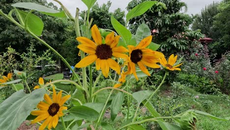 sunflowers gently moving in a lush garden setting