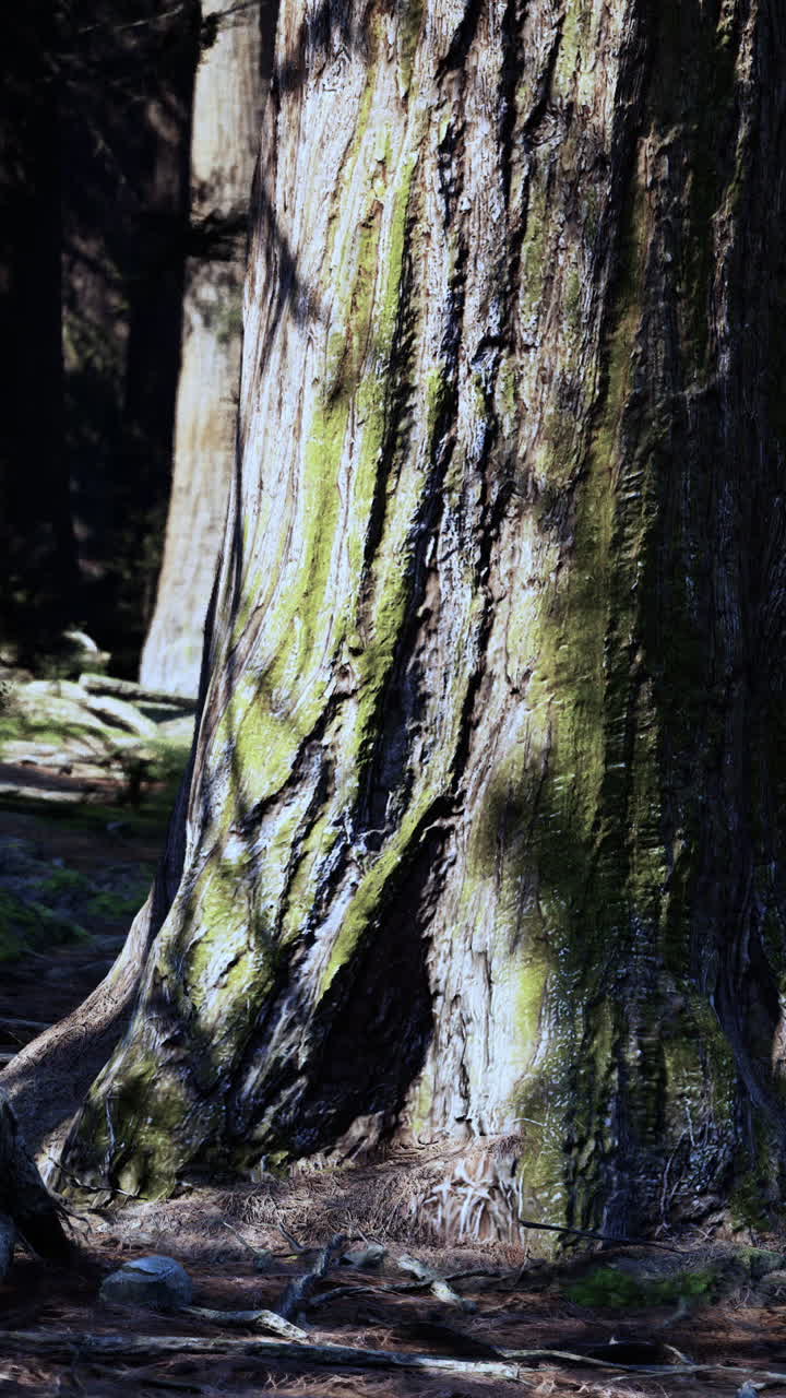 cerca de un gran tronco de árbol con musgo y raíces