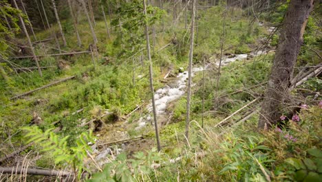 Mountain-stream-at-sunny-day