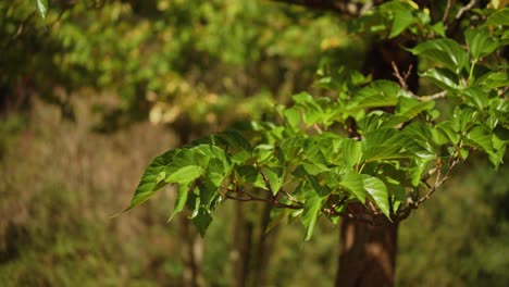 Close-up-static-shot-of-tree-branch-swaying-in-wind-in-sunny-day