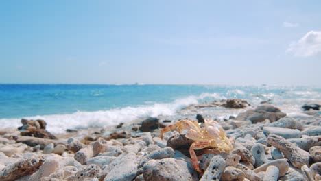 Crab-exoskeleton-laying-on-rocky-beach-with-waves-slamming-into-shore,-Curacao