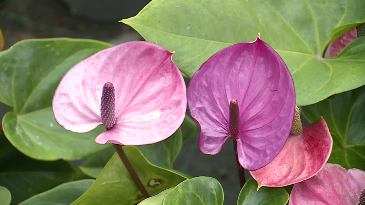Pink and Purple Anthurium Flowers