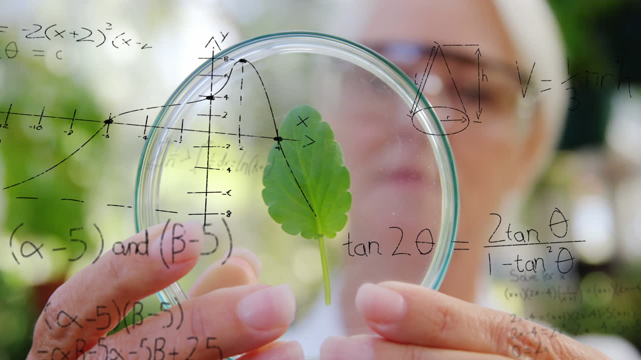 botánico estudiando una hoja 4k