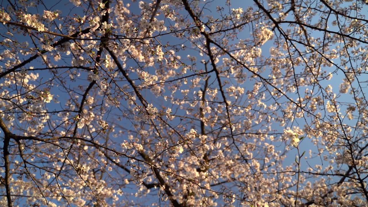 Scenic View Of Lovely Sakura Tree In Japan Under The Clear Blue Sky On A Sunny Day - Rotating Looking Up Shot