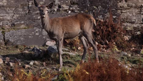 deer-flicks-its-ear-in-front-of-fall-colored-foliage-and-rocky-background-rolling-video-effect