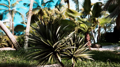 Palmeras-Y-Plantas-Tropicales-En-Un-Día-Soleado