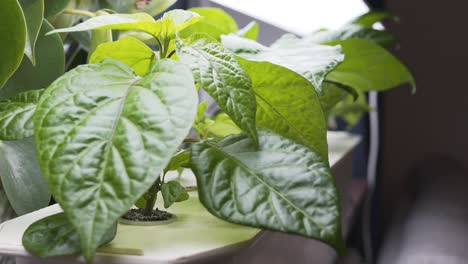 hydroponic growing of carolina reaper chili home in apartment with homemade setup-3