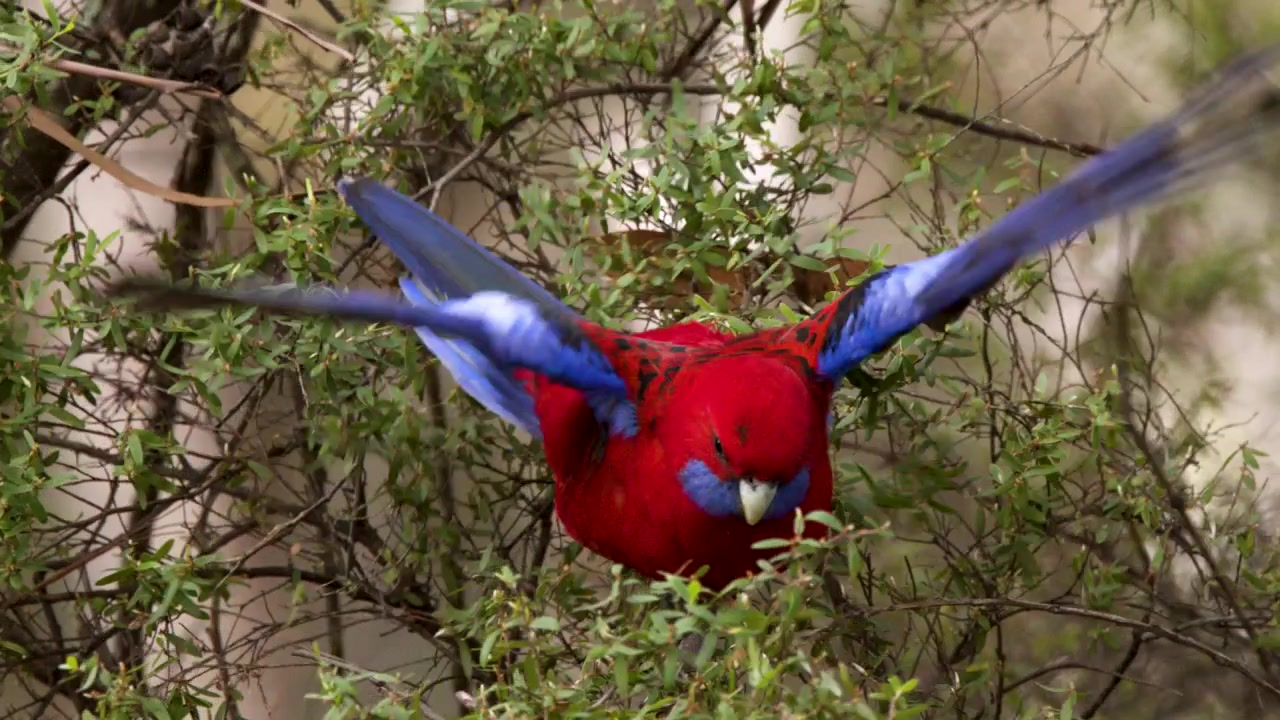 Crimson Rosella Perched and Foraging in Green Bush