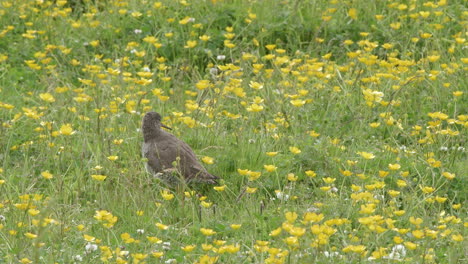 common redshank on breading ground standing among bright yellow wildflowers