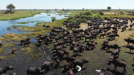 aerial shot flying over a herd of african buffalo in a wetland long take