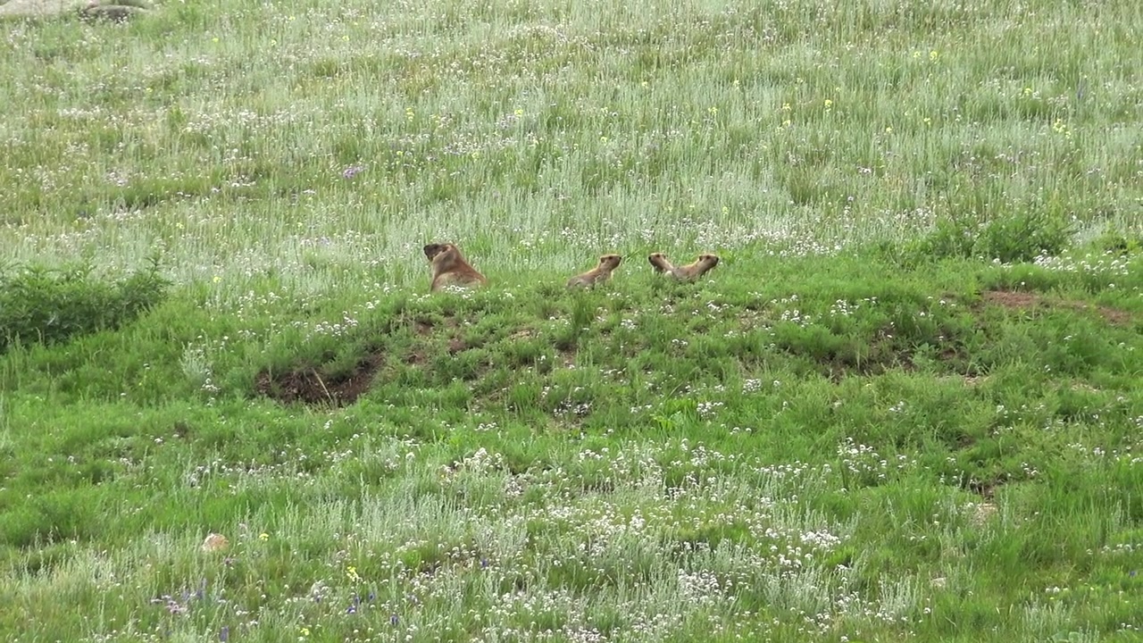 Three Marmots Sitting on a Grassy Hillside