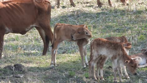 lindas vacas de cordeiro no chão relaxando - jogando