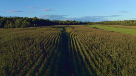 drone flying over a agricultural field on a summer afternoon