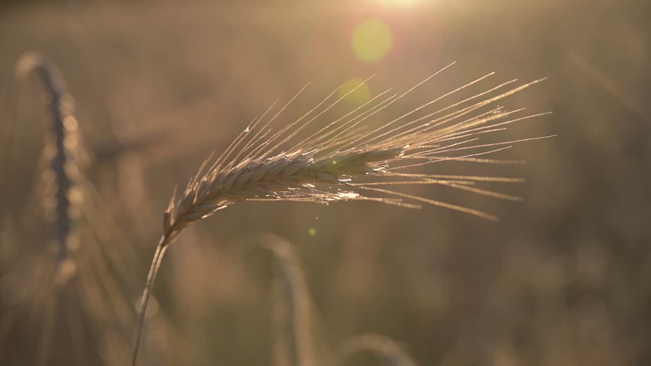 Wheat field, ears of wheat swaying from the gentle wind