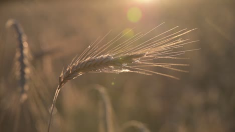 Campo-De-Trigo,-Espigas-De-Trigo-Balanceándose-Del-Viento-Suave