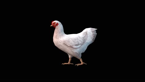 A-chicken-walking-on-black-background,-3D-animation,-animated-animals,-seamless-loop-animation