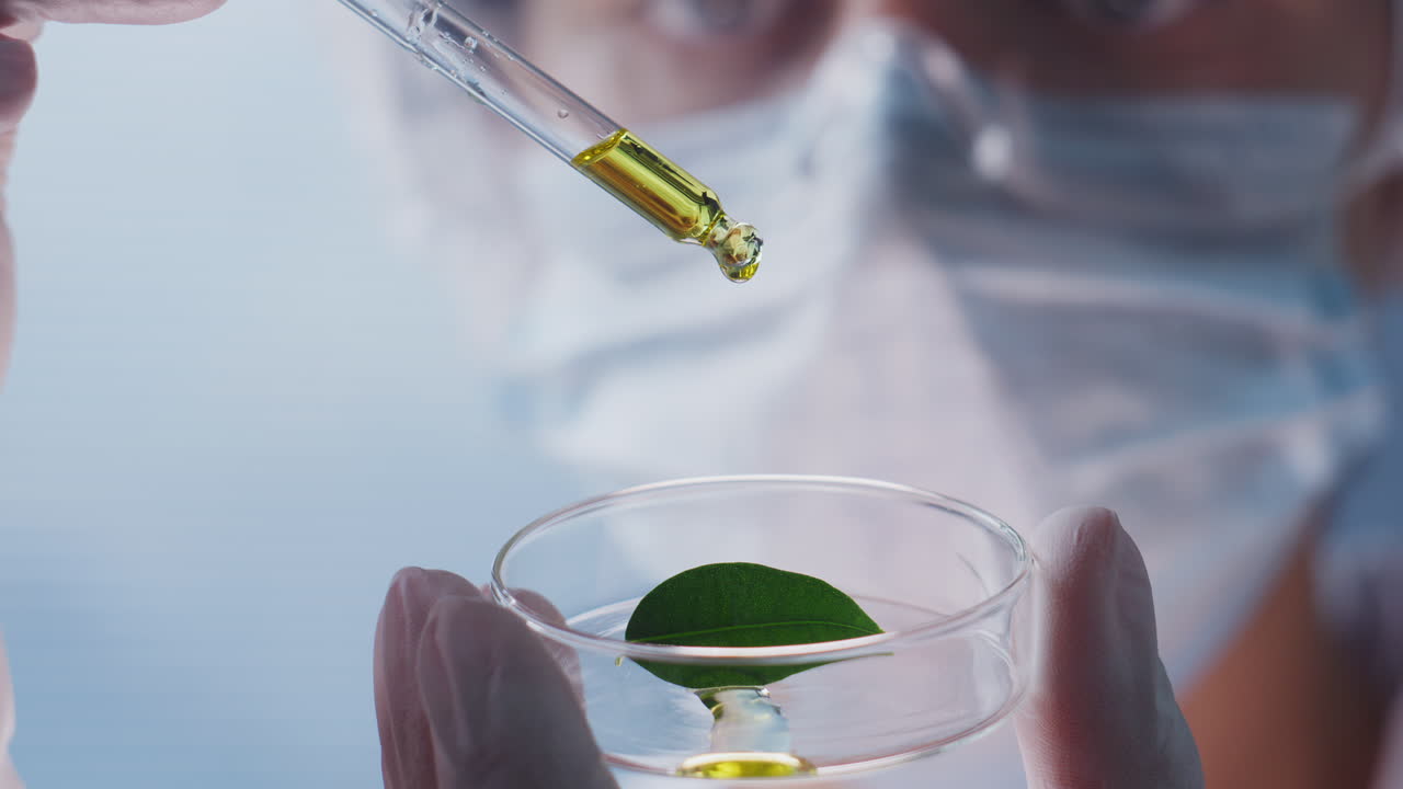 Close Up of Scientist Dropping Oil on Leaf in Petri Dish in Laboratory