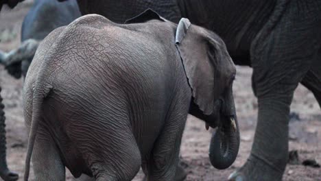 Tiny-Elephant-Calf-Walking-With-Its-Family-In-Aberdare-National-Park,-Kenya