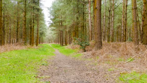 Rückwärts-Bewegender-Schuss-Des-Kieswegs-Durch-Den-Thetford-Forest,-Brandon,-Vereinigtes-Königreich-An-Einem-Bewölkten-Tag