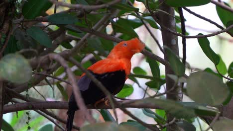 Close-up-shot-of-a-male-Andean-cock-of-the-rock,-rupicola-peruvianus)-with-striking-plumage,-perched-on-tree-branch,-curiously-wondering-around-its-surrounding-environment