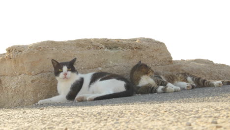 two lazy beach cats take a nap together on rocky boardwalk