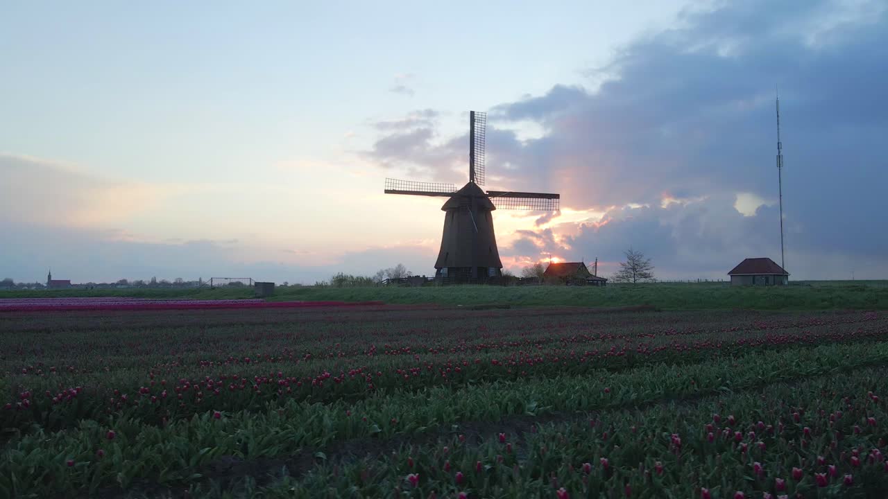 Ripresa aerea di tulipani in fiore e un mulino a vento classico all'alba, Keukenhof, Paesi Bassi