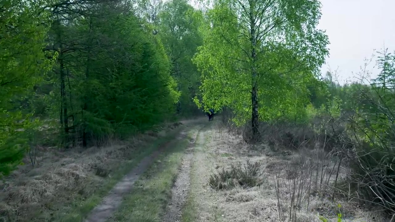 Two People Walking Along a Dirt Path in a Lush Green Forest