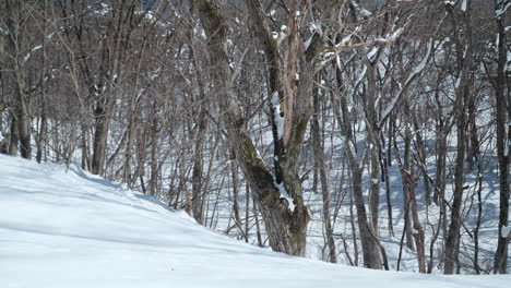 Árboles-Del-Bosque-Desnudo-Cubiertos-De-Nieve,-Daegwallyeong-Sky-Ranch,-Corea,-Dolly-ángulo-Bajo-Derecho