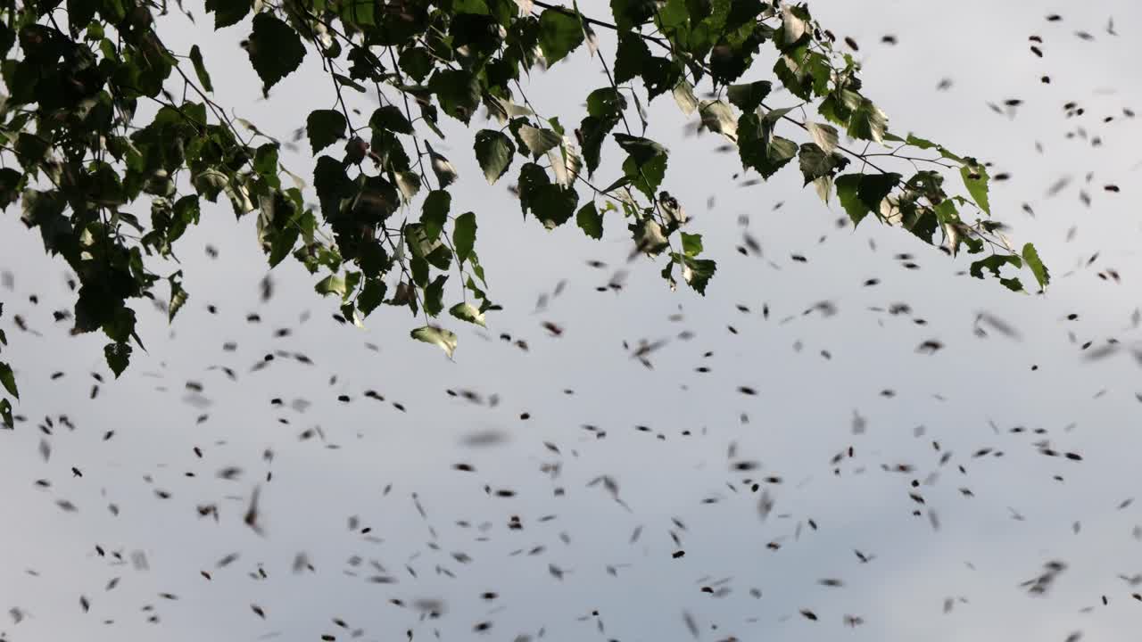 Flying insects around tree branches