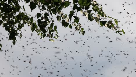flying insects around tree branches