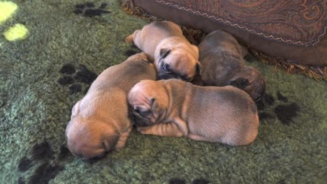 purebred french bulldog puppies sleeping together on a blanket