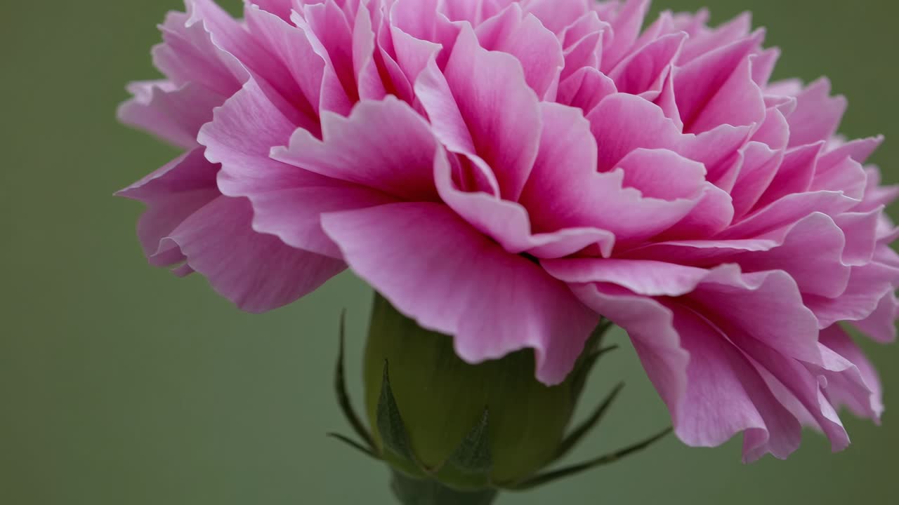 Primo piano di un fiore di garofano rosa su uno sfondo verde tenue, catturato da un angolo laterale