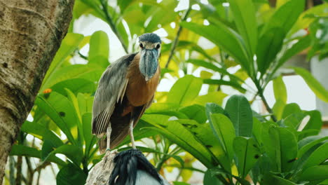 Black-Crowned-Heron-Or-Black-Capped-Heron