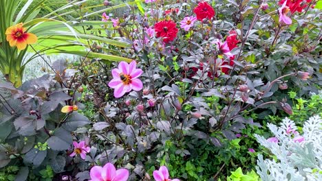 a bumblebee moves between vibrant pink and red flowers in a lush garden, captured in steady daylight with a wide, natural perspective