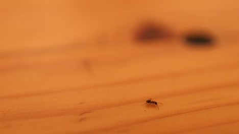 ant walking alone on wooden table, scouting experience, close up