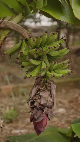 fotografía vertical de muchos plátanos verdes sin madurar colgando de una rama de palmera después de la lluvia