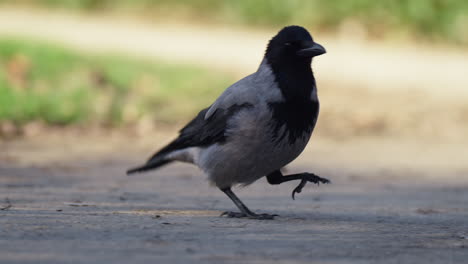 Hooded-crow-walking-on-trail-ground-in-a-park---tracking-shot-close-up