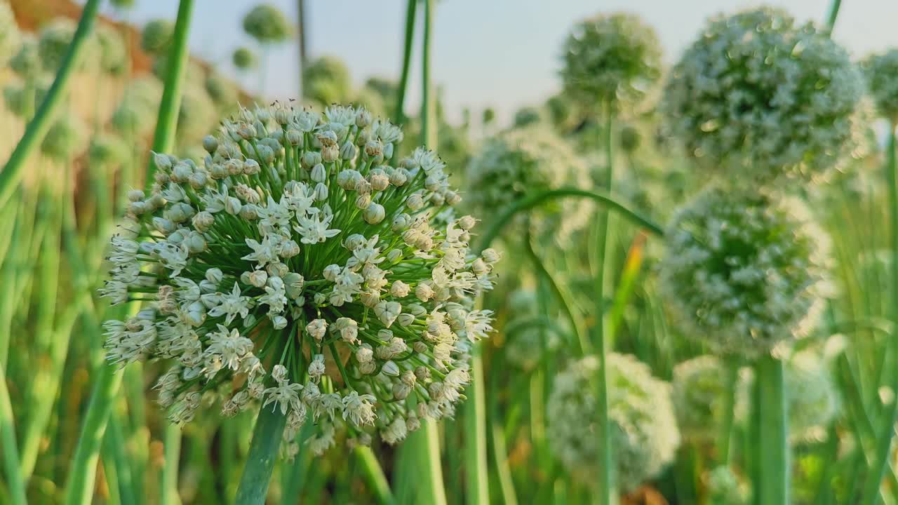 Primo piano di un capolino di fiore di cipolla bianca con piccoli fiori su uno stelo verde, che risplende sotto la calda luce dorata del sole con uno sfondo di campo leggermente sfocato che crea profondità.