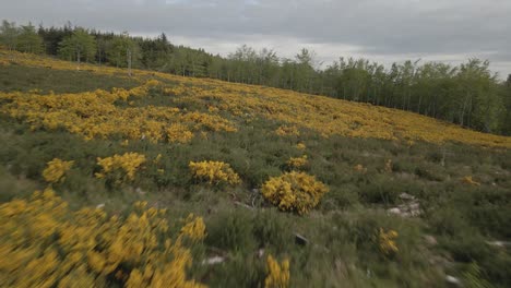 Aerial-View-Of-Fields-With-Yellow-Flower-Of-Gorse-Plants-In-Wicklow-Mountains,-Ireland