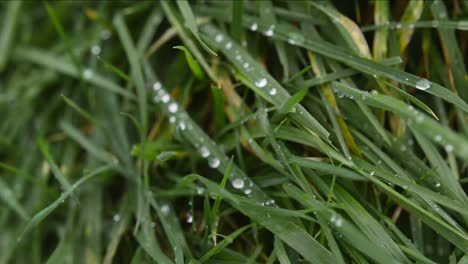 Wassertropfen-Auf-Grashalmen