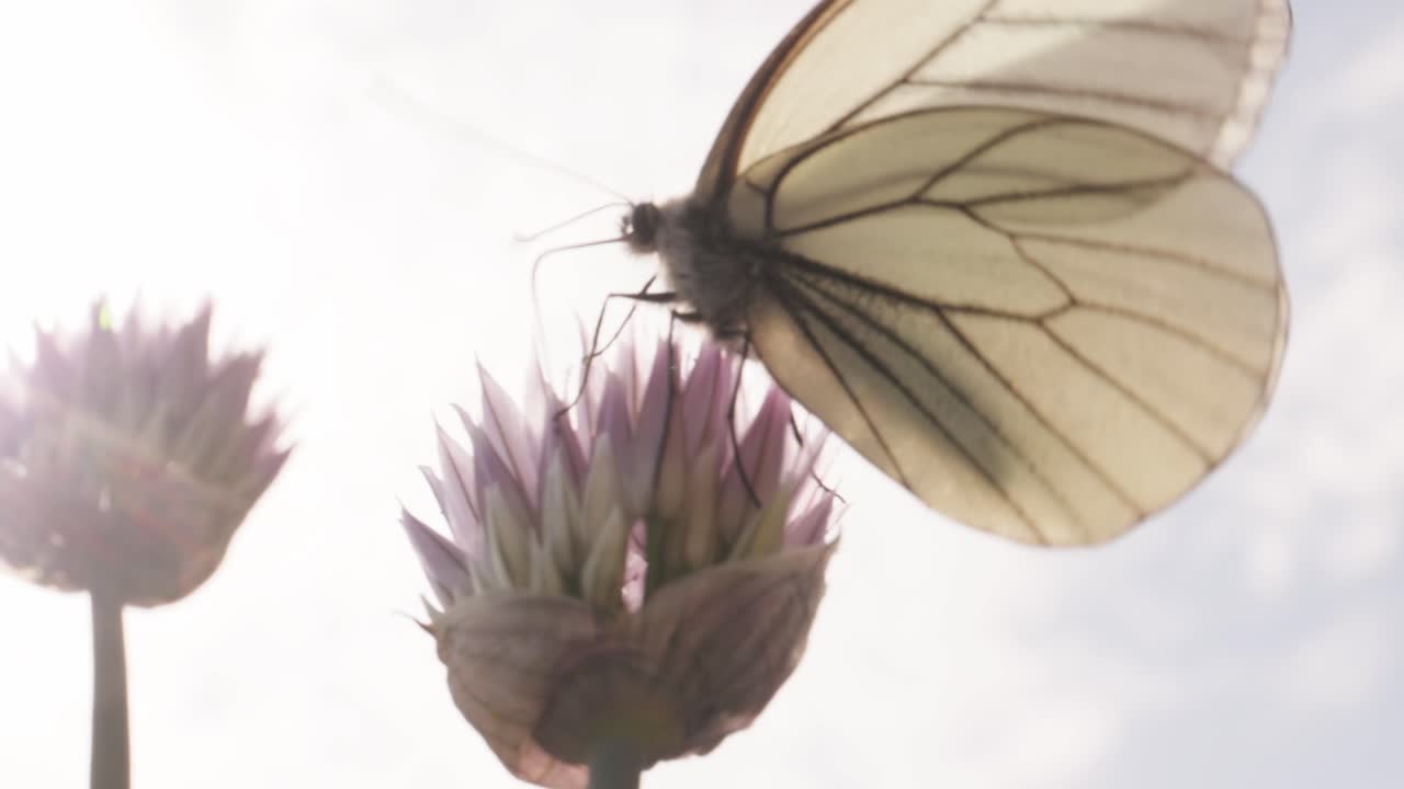 Mariposa blanca sobre una flor